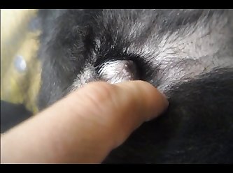 Porno Animal Petlust