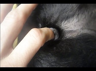 Porno Animal Petlust