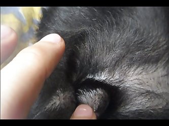 Porno Animal Petlust