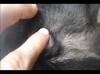 Porno Animal Petlust
