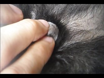 Porno Animal Petlust