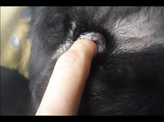 Porno Animal Petlust