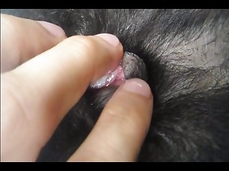 Porno Animal Petlust