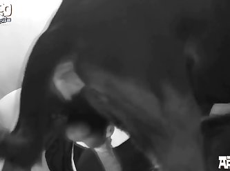 Animal Sex Fun Porno