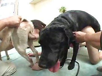 Videos Porno De Sexo Animal