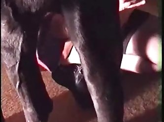 Porno Mulheres E Animal