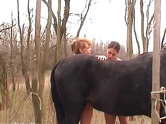 Filme Porno Mulher Transando Com Animal