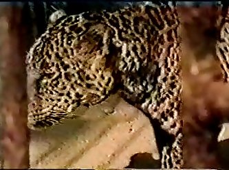 Dani Daniels Birthday Xxx Porn