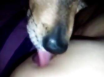 Sherlyn Chopra Xxx Porn Videos