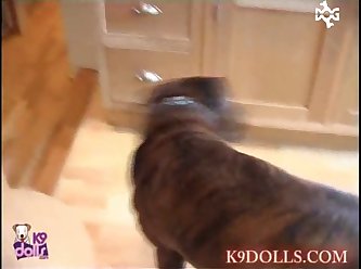 Zoo Porn Man Fucks Dog
