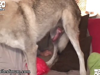 Australia Animal Sex