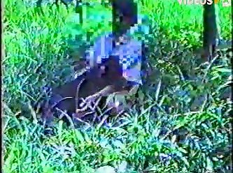 Pictures Animal Sex