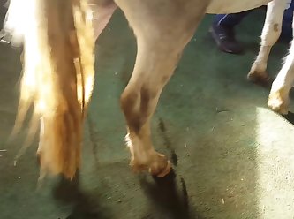 Denise Nicole Frazier Dog Video Porn