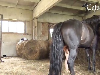 Animal Xxx Xnxx