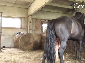 Animal Xxx Xnxx
