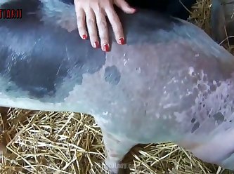 Art Of Zoo Hentai boar