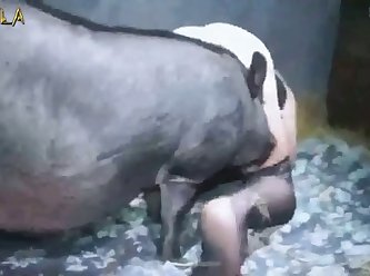 Shantal boar Porn