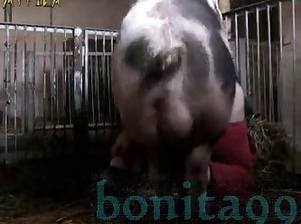 Xnxx Bhabi Xxx boar
