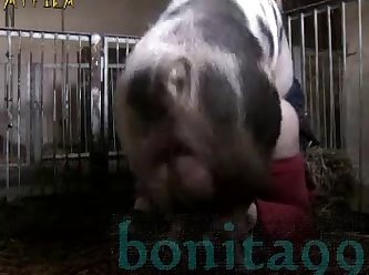 Xnxx Bhabi Xxx boar