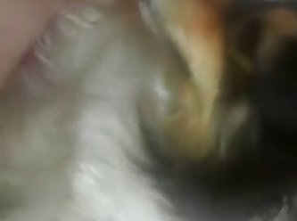 Animal Sex Brutal