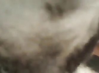 Erotic Zoo Porn