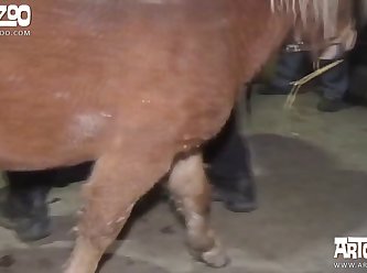 Lady And Animal Sex Videos