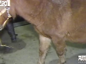 Lady And Animal Sex Videos
