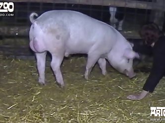 Lady And Animal Sex Videos