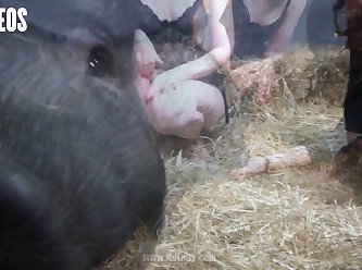 Animal Sex Hardcore