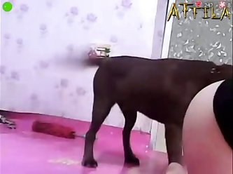 Animal Sex Torrents