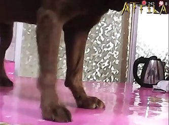 Animal Sex Torrents