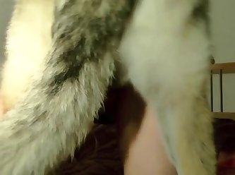 Skyrim Animal Sex Vid