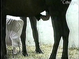 Cow Anal Zoo Porn