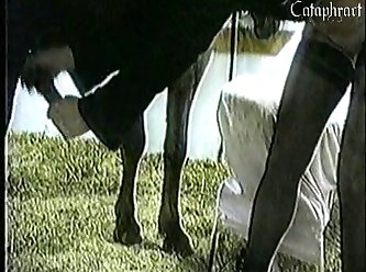 Cow Anal Zoo Porn