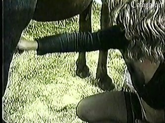 Cow Anal Zoo Porn