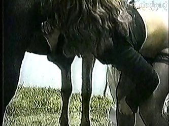 Cow Anal Zoo Porn