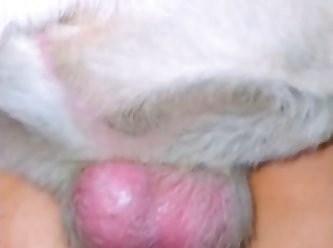 Omegle Teen Dog Porn