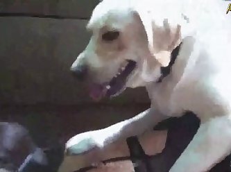 Straightfjdhd Dog Porn