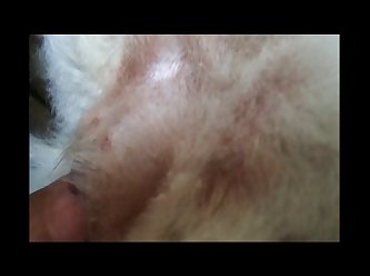 Sheena Ryder Dog Porn