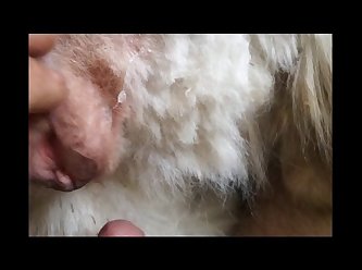 Sheena Ryder Dog Porn