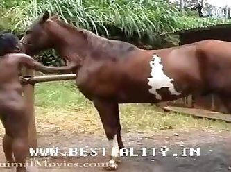 Animal Porno Izle