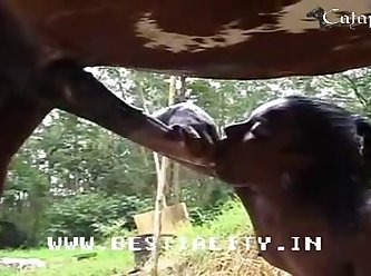 Zoofilia Mulher Com Cavalo
