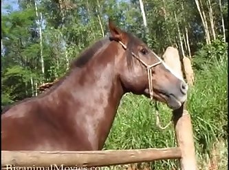 Homem Transando Com Animal