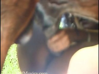 Porno Com Animal