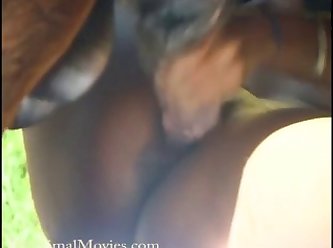 Porno Com Animal