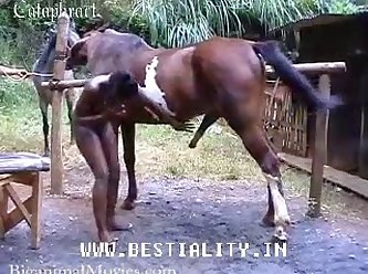 Porno Animal