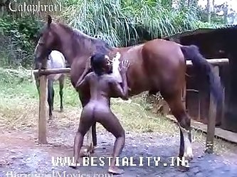 Porno Animal