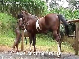 Porno Animal