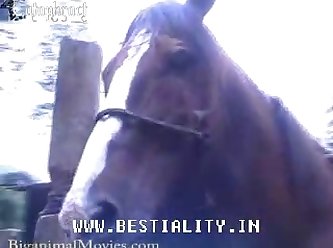 Porno Animal