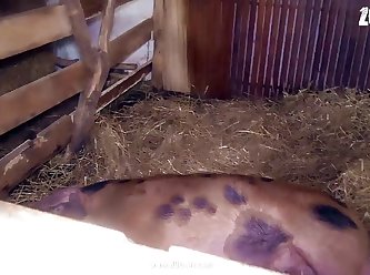 Porno Zoofilia